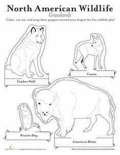 the north american wildlife worksheet for kids to learn how to draw and color