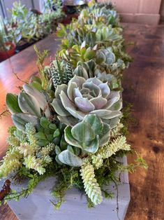 several succulents and other plants are arranged on a long wooden table top