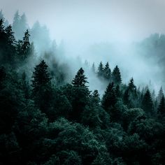 the forest is covered in fog and low lying clouds