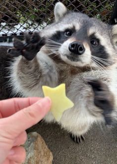 Haiwan Comel, Pet Raccoon, Raccoon Funny, Image Chat, Cute Raccoon, Trash Panda, Pretty Animals, Silly Animals, Cute Wild Animals