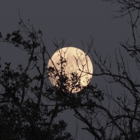 Trees, Full Moon, At Night, Moon