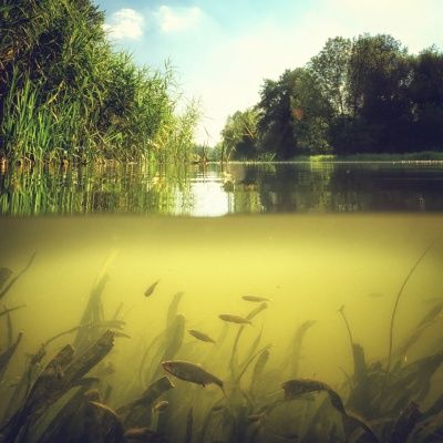 Underwater Photos, Nature, Amazon River Underwater, Jeremy Wade, Cypress Swamp, River Monsters, Mangrove Swamp, Florida State Parks, Visit Florida