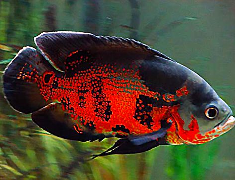 Tiger Oscar Fish, Fish References, Fish Freshwater, Oscar Fish, Cichlid Fish, Fish Tank Design, Tropical Fish Aquarium, Tropical Freshwater Fish, Food Fish