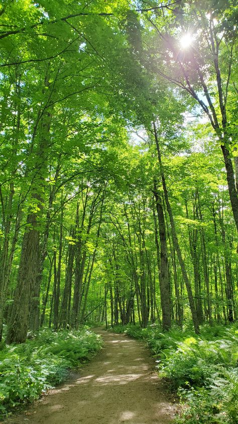 Nature, Bonito, Forest Wallpaper Hd 1080p, Scenery Photography Nature, The Upper Peninsula Michigan, Nature Photography Green, Michigan Summer Vacation, Forest Summer, Waterfall Hike