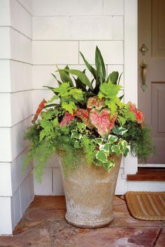 Flowers Garden, Container Flowers, Tanaman Pot, Porch Plants, Asparagus Fern, Container Gardening Flowers, Garden Stand, Garden Containers, Shade Plants