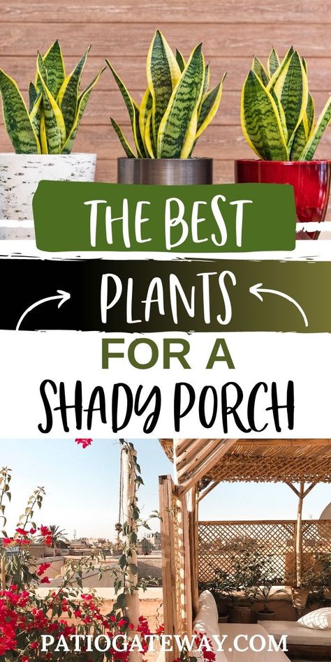 The Best Plants for a Shady Porch | Best Potted Plants for Shade | Best Plants to Put in the Shade | Plants That Like Shade | Plants That Thrive in Shade | #plants #shadedplants #shadeplants #porchplants #patioplants Outside Shade Plants, Plants Good In Shade, Outside Plants In Pots Patio, Shady Outdoor Plants, Pots For Shaded Front Porch, Porch Planter Ideas Shade, Shade Loving Indoor Plants, Shade Loving House Plants, Potted Plants Outdoor Shade