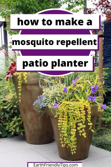 Big Pot Plants Outdoor Ideas, How To Arrange Plants In Garden, Plants That Repel Mosquitos, Plants That Repel Flies, Insect Repellent Plants, Plants That Repel Mosquitoes, Plants That Repel Bugs, Mosquito Plants, Grafting Plants