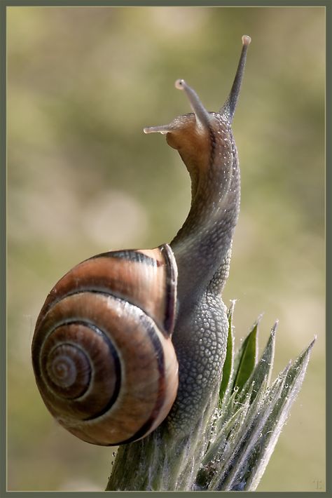 Snail / Wonderful Photo Amphibians, Pet Snails, Snail Art, Snails In Garden, Beautiful Bugs, Airbrush Art, Bugs And Insects, Animal Photo, Nature Animals