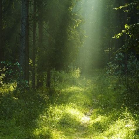 #aesthetic #green #plants #nature #meadow #land #world #animals #soft Sun, Trees, Green Grass, In The Forest, In The Woods, The Forest, The Sun, Forest, Green