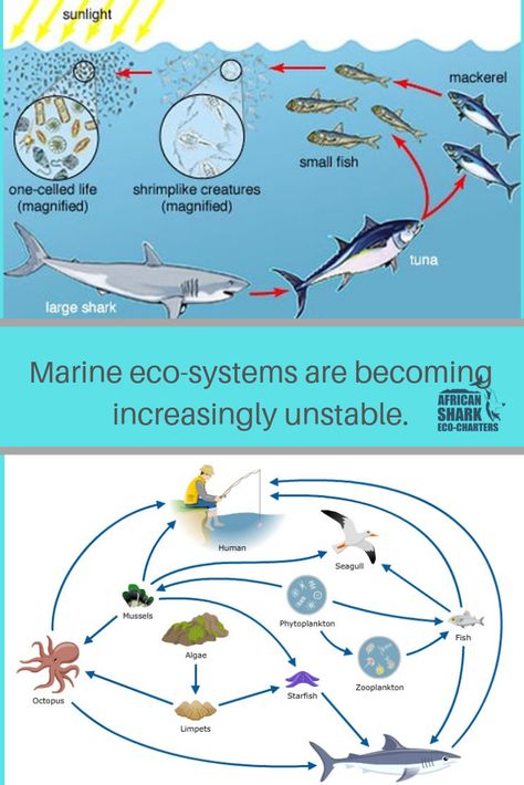 Every eco-system plays a vital role, and the marine ecosystem is vital for the planets survival. Biological Diversity, Forest Ecosystem, Eco System, Kelp Forest, Marine Ecosystem, Open Ocean, Marine Environment, The Planets, The Marine