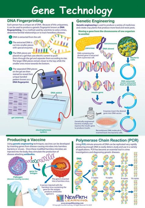 dna fingerprinting and genetic engineering Aryana Engineer, Engineering Activities For Kids, Engineer Cake, Engineers Day Quotes, Engineer Woman, Technology Poster, Dna Fingerprinting, Study Biology, Biology Classroom