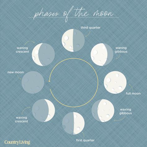 countryliving Full Moon Dates, Full Moon Calendar, Moon Information, Full Moon Phases, New Moon Phase, Moon Date, Sturgeon Moon, Moon Names, Next Full Moon