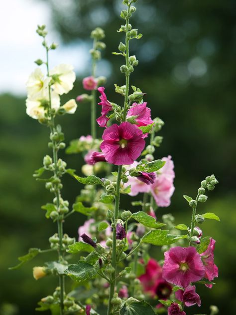 Add height to a garden with tall-growing hollyhock. See more perennials that make a big impact: http://www.bhg.com/gardening/flowers/perennials/big-perennials-for-big-impact/?socsrc=bhgpin041613hollyhock=7 Big White Flowers, Garden Backdrops, Perennial Border, Perfect Backyard, Border Plants, Have Inspiration, Tall Plants, Perennial Garden, Flowers Perennials