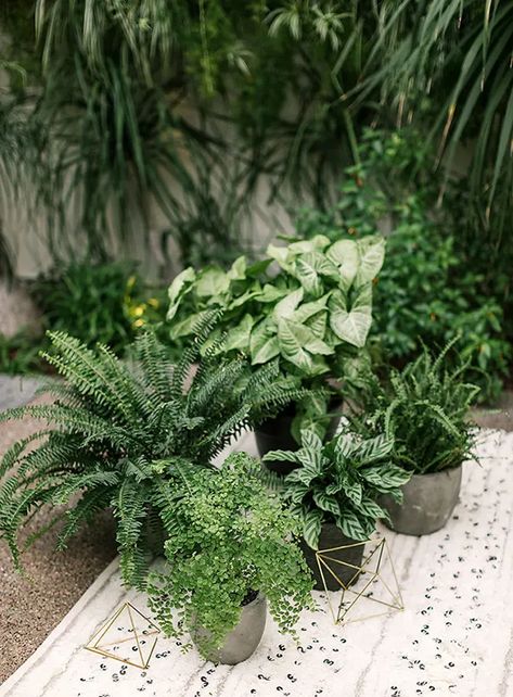 Plant Wedding Aesthetic, Wedding With House Plants, Live Plant Wedding Decor, Live Plants Wedding Decor, Houseplant Wedding Centerpieces, Houseplant Centerpiece Wedding, Houseplant Wedding Decor, Tropical Plant Wedding, House Plant Wedding