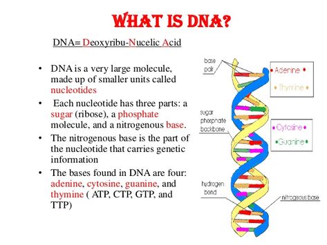 A biological data storage device of a human body, only billionths time smaller than a computer hard disk in physical size and billionths time larger in storage capacity #what is dna #what are dna & replication #dna #dna function #dna definition What Is Dna, What Is Biology, Cell Biology Notes, Biology Book, Biochemistry Notes, Bio Notes, Biology Diagrams, Financial Apps, Learn Biology