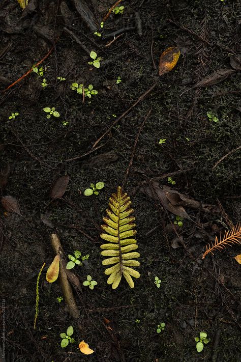 Nature, Croquis, Woodland Magic Aesthetic, Earth Element Photography, Earth Soil Aesthetic, Old Growth Forest Aesthetic, Forest Floor Aesthetic, Earth Aesthetic Element, Firbolg Aesthetic