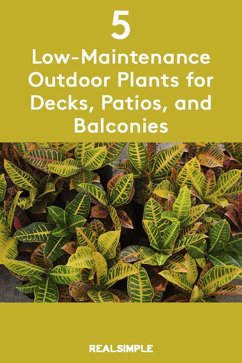 No Maintenance Plants Outdoor, Best Outdoor Patio Plants, Plants For The Balcony, Outdoor Low Maintenance Plants, Low Maintenance Plants For Outdoor Pots, Easy Outdoor Plants Pots, Hearty Outdoor Potted Plants, Outdoor Plants For Balcony, Low Maintenance Patio Ideas