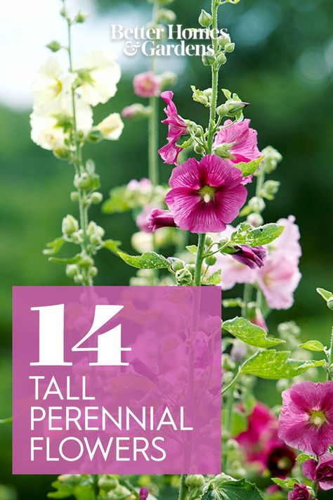 Companion Plants For Hollyhocks, Tall Border Plants, Hollyhocks Garden, Tall Perennial Flowers, Zone 4 Perennials, Spring Perennials, Perennial Garden Plans, Hollyhocks Flowers, Garden Hedges