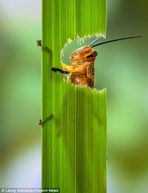 Grasshoppers, Foto Macro, Micro Photography, Insect Photography, Beautiful Bugs, Close Up Photography, Creepy Crawlies, Macro Photos, Bugs And Insects