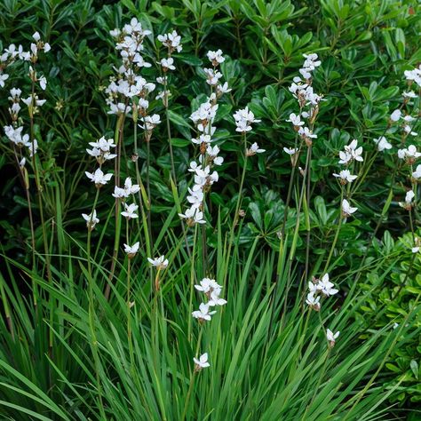 Got narrow borders? 🌸 Here are some of the best plants you can grow to make the most of your space: espalier trees, bearded iris, libertia, honeysuckle, erigeron, lavender, Japanese quince. Find more great plants for narrow borders, plus advice on growing all of the above, at the link in our bio. #Flowers #GardenDesign #GardenIdeas #GardenersWorld Plants For Narrow Borders, Boarder Plants, Small Garden Borders, Front Garden Path, Garden Border Plants, Front Yard Landscaping Design Layout, Courtyard Plants, Landscaping Ideas Front Yard, Ideas Front Yard Landscaping