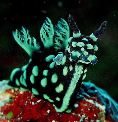 nudibranchs of the world | ... dorid nudibranch, a marine gastropod mollusk in the family Polyceridae Creature Marine, Sea Snail, Sea Slug, Beautiful Sea Creatures, Kunst Inspiration, Underwater Creatures, Slug, Ocean Creatures, Marine Animals