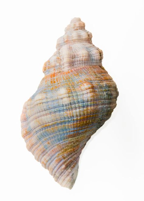 Conch shell, top view. A pretty blue and brown textured conch shell, isolated , #spon, #view, #pretty, #top, #Conch, #shell #ad Balayage, Shell Drawing, Shell Top, A Level Art, Conch Shell, Shell Art, Stock Photography Free, Natural Forms, Reference Images