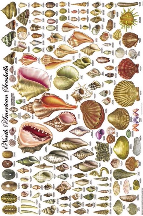 North American Seashells poster depicting 140 types of shells. Vintage American History Crafts, History Crafts, Seashell Identification, Science Chart, Types Of Shells, Marine Creatures, Art Coquillage, Ocean Treasures, She Sells Seashells