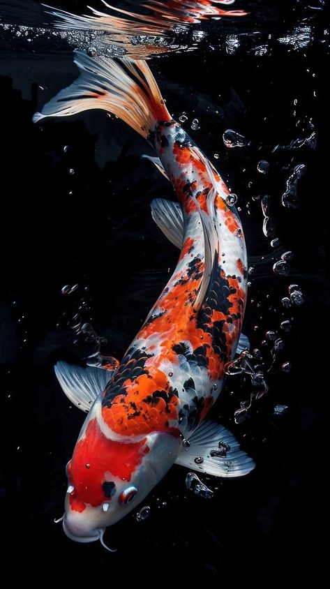 Koi fish swimming animal carp. | premium image by rawpixel.com / Miiruuku Koi Fish Reference Photo, Real Koi Fish, Koi Fish Real, Tattoo Carpe Koi, Koi Fish Pictures, Koi Fish Reference, Koi Photo, Koi Photography, Koi Fish Photography