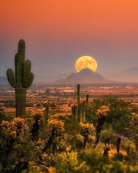 Arizona Aesthetic, Desert Aesthetic, Saguaro National Park, Desert Dream, Desert Vibes, Pretty Landscapes, Arizona Travel, Arizona Usa, Sonoran Desert