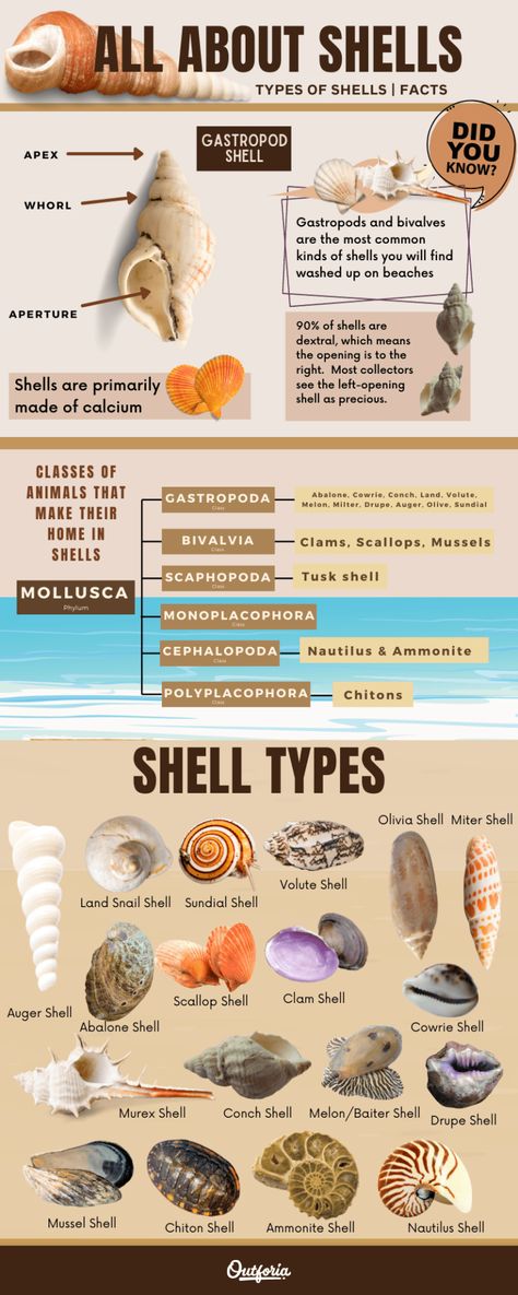 Upcycling, Florida Seashell Identification, Florida Shell Identification, Seashell Identification, World Facts, Types Of Shells, Swimming In The Ocean, Shells And Sand, Shell Crafts Diy