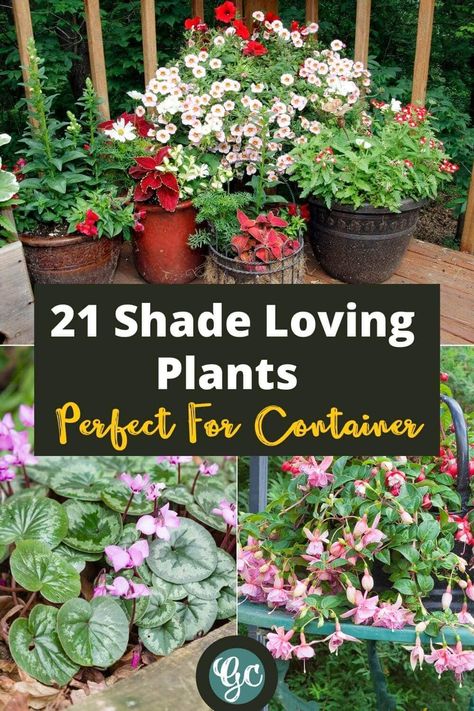 Potted Shade Flowers: 20 Great Shade-Loving Plants For Containers Partial Sun Container Plants, Partial Sun Planter Ideas, Part Sun Container Plants, Potted Plants For Shade, Deck Plants, Best Potted Plants, Yard Ideas For Kids, Plants For Containers, Container Gardening Shade