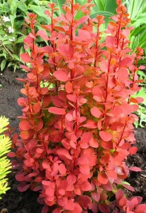 Small Gardens, Orange Rocket Barberry, Barberry Bush, Shrubs For Landscaping, Shrubs For Privacy, Tall Shrubs, Tattoo Plant, Garden Shrubs, Tall Plants