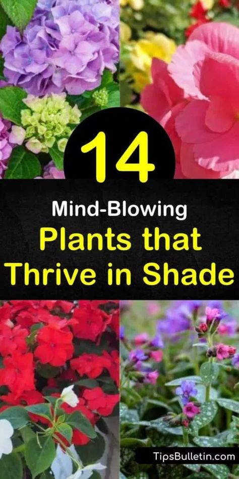 Gardens For Shaded Areas, Scrubs That Grow In Shade, Plants For The Shade Backyards, Planting In Shaded Areas, Flowers For Shady Areas, Shade Plants For Zone 9, Full Shade Plants Pots Front Porches, Best Perrenials For Partial Shade, Garden Ideas Shaded Area