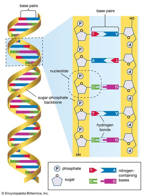 Human Genome Project - Genome Mapping, DNA Sequencing, Genomics Human Genome Project, Microbiology Study, Dna Sequencing, Sequence Diagram, Mitochondrial Dna, Genetic Variation, Dna Molecule, Dna Genealogy, Dna Sequence