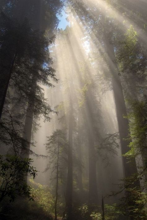 متحف فني, 숲 사진, Dark Naturalism, Foggy Forest, Fairy Aesthetic, Redwood Forest, Images Esthétiques, The Fog, Nature Aesthetic