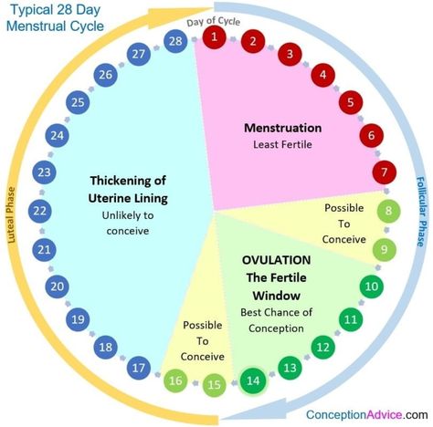 Menstrual Cycle Calendar, Fertility Calendar, Pregnancy Chart, Ovulation Calendar, Ovulation Cycle, Fertility Foods, Pregnancy Info, Fertility Diet, Get Pregnant Fast