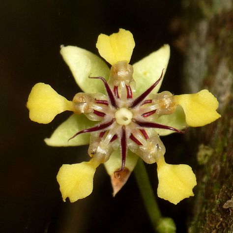 #cacaoflower, #Theobroma #cacao Cacao Flower, Gods Design, Making Plant Pots, Gorgeous Flowers, Unusual Flowers, Cacao Nibs, Theobroma Cacao, Container Flowers, Exotic Plants