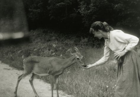 sylvia plath feeding blueberries to a deer Silvia Plath, The Bell Jar, Sylvia Plath, A Deer, The Secret History, Favorite Authors, Pics Art, Blueberries, Poets