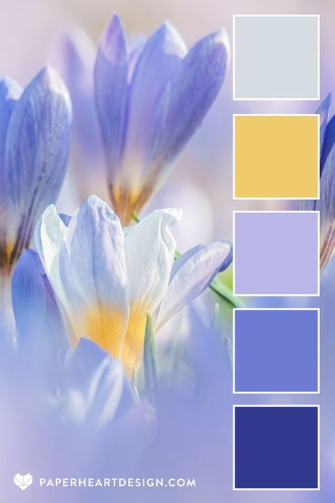 Close up photo of a crocus blooming in spring with a color palette overlay featuring shades of purple and yellow, by Paper Heart Design Value Color Palette, Spring Flower Palette, 6 Color Combinations Colour Palettes, Blue Floral Color Palette, Spring Color Palette Fashion, Springtime Color Palette, 2024 Spring Colors, Color Stories Inspiration, Easter Color Palette 2024