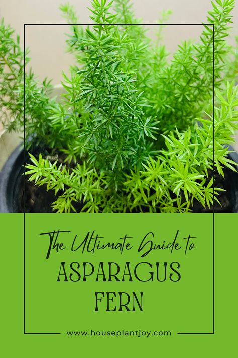 🌿✨ Asparagus Fern Care Made Easy! 🌟 With its feathery foliage, this plant may look high-maintenance, but it's a breeze with the right tips. Discover how to keep your Asparagus Fern thriving! 🌱💚 #PlantCare #IndoorGardening #AsparagusFern #Houseplants #GreenThumb #PlantLovers Nature, Ferns Tattoo, Asparagus Fern Care, Plant Asparagus, Houseplant Inspiration, Fern Care, Indoor Ferns, Hanging Ferns, Asparagus Plant