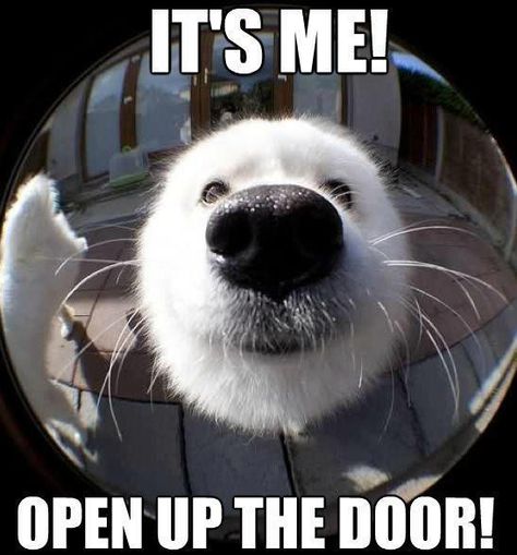 Dog with his nose up near the peep hole: It's me! Open up the door! Funny Animal Pictures, Cane Corso, Cocker Spaniel, Airedale Terrier, Smiling Dogs, Animal Quotes, Dog Memes, Animal Memes, Cute Funny Animals