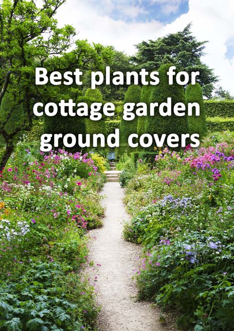 In order for cottage garden borders to look their best they must have a good combination of planting types. Groundcover plants provide low growing delight to the front of borders. Here I list 10 of the best groundcover plants for cottage gardens. Landscape Plant Ideas, Garden Boarders Ideas, Boarder Plants, Small English Garden, Planting Layout, Cottage Garden Plan, Cottage Garden Borders, Garden Landscaping Diy, Flower Borders