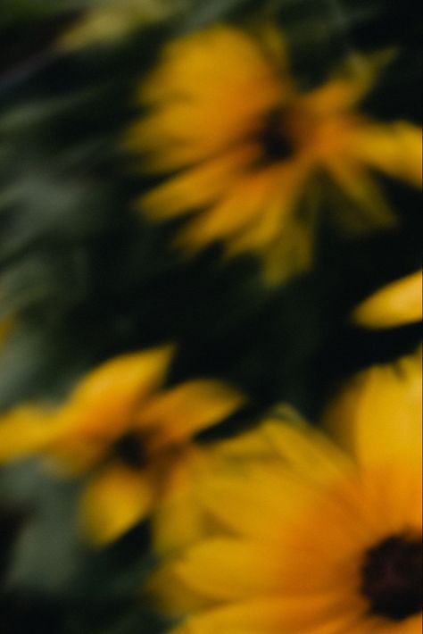 A blurry photo of sunflowers Nature, Blurry Flower Aesthetic, Blurry Nature, Blurry Photography, Aesthetic Sunflower, Blurry Pics, Blurry Aesthetic, Sunflower Photography, Story Background