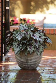 Shady Planting, Potted Plants For Shade, Shade Plants Container, Plant Bathroom, Shade Loving Plants, Best Plants For Shade, Potted Plants Patio, Plant Lights, Tanaman Pot