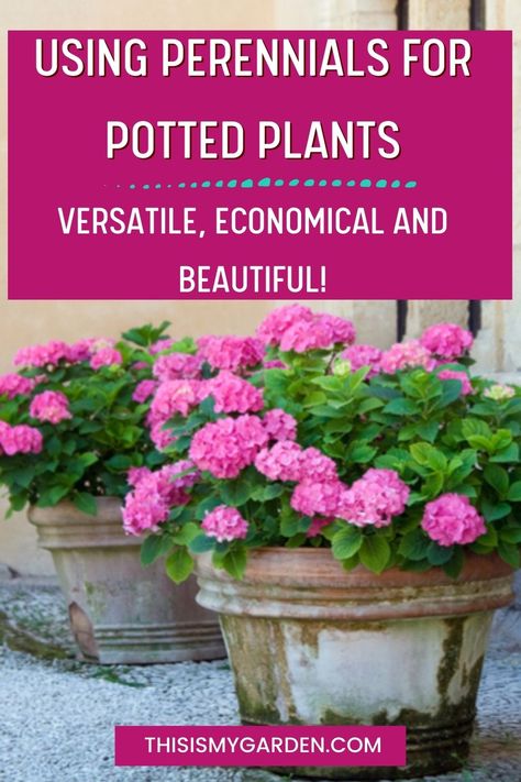 Needing to replace annuals every year can be expensive and such a hassle! Consider using perennials for potted plants and containers! It's an excellent, low-cost method to add lasting beauty to porches, patios, or anywhere in your landscape! Potted Perrenials Container Garden, Shady Porch Container Plants, Best Perennials For Containers, Potted Flowers For Patio Full Sun, Perennial Container Ideas, Perennial Potted Plants, Perennials For Pots, Container Perennials, Perennials In Containers