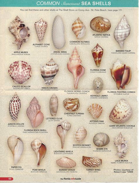 SEASHELL-FIND YOURS Types Of Sea Shells, Seashell Identification, Shell Projects, Types Of Shells, Shell Ideas, Art Coquillage, Seashell Projects, Shells And Sand, Shell Crafts Diy