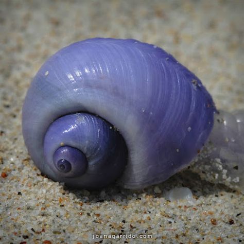 10 Exotic Animals With Unexpected Colors ~Purple Snail Snail Image, Snail Art, Cute Small Animals, List Of Animals, Sea Snail, Exotic Animals, Curious Creatures, Snail Shell, Beautiful Bugs