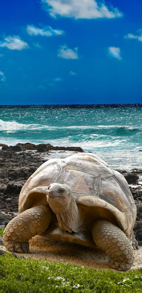 Land Turtles, Galapagos Tortoise, Fauna Marina, Giant Tortoise, Ecuador Travel, Tortoise Turtle, Amazing Places On Earth, Turtle Love, All Animals