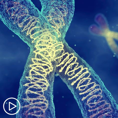 Myeloma Targeted Therapy: Why Identifying Chromosomal Abnormalities is Key Chromosomal Abnormalities, Duchenne Muscular Dystrophy, Human Body Temperature, Eukaryotic Cell, Muscular Dystrophy, Radiation Exposure, Dna Repair, Genetic Engineering, Gene Expression