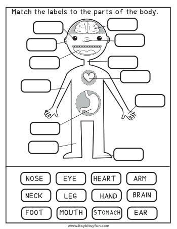 Homeschool Drawing Lessons, 1st Grade Health Worksheets, Health Worksheets For Grade 1, Itsy Bitsy Books Free Printable, Human Body Worksheets Free Printable, The Human Body Worksheets, Free School Worksheets, 2nd Grade Worksheets Free Printables Science, 123 Homeschool 4 Me Free Printable Preschool Worksheets